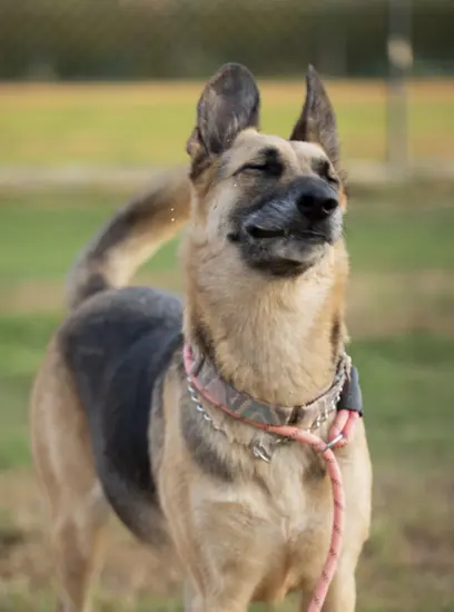 Furkids - Lucy - Other dogs