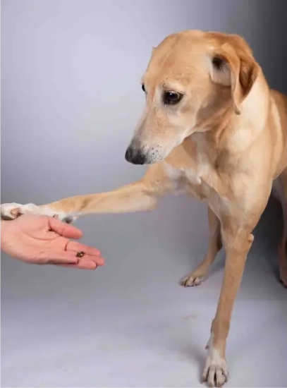 Furkids mixed salukis - Luz