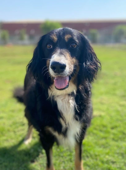 Furkids - Manger - Other dogs