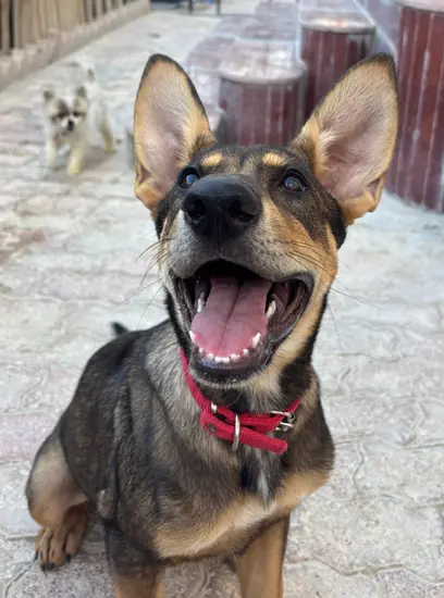 Furkids - Maple - Other dogs