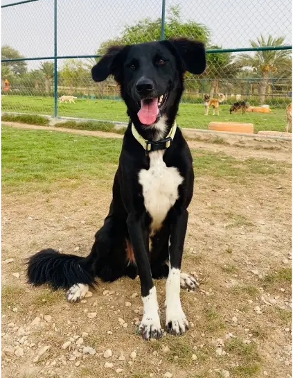 Furkids - Mixed Saluki - MIles