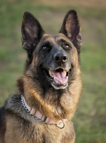 Furkids - Nala - Other dogs