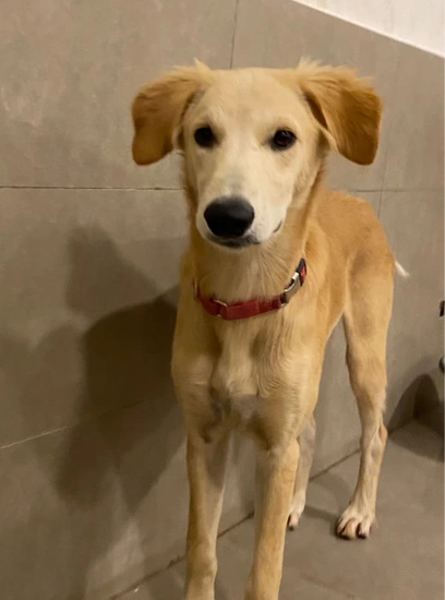 Furkids - Mixed Salukis - Neymar