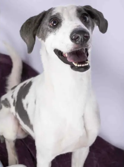 Furkids - Mixed Salukis - Patches