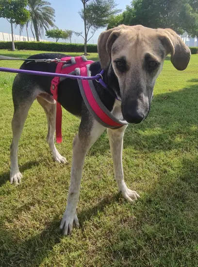 Furkids - Mixed Saluki - Patrick