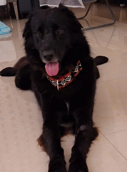 Furkids - Mixed Salukis - Prince