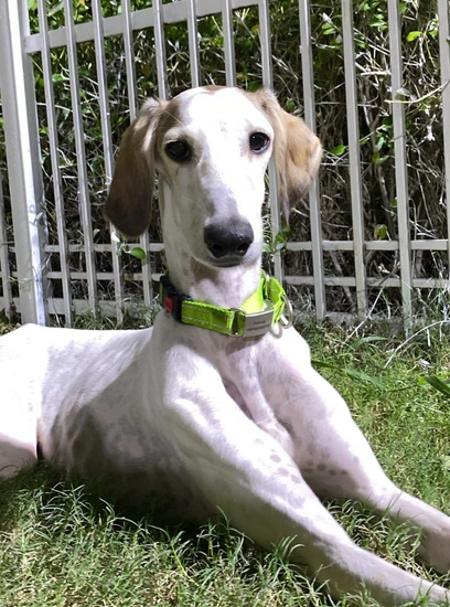 Furkids - Mixed Salukis - Sahara