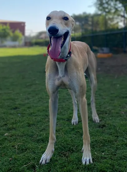 Furkids - Mixed Saluki - Sameer