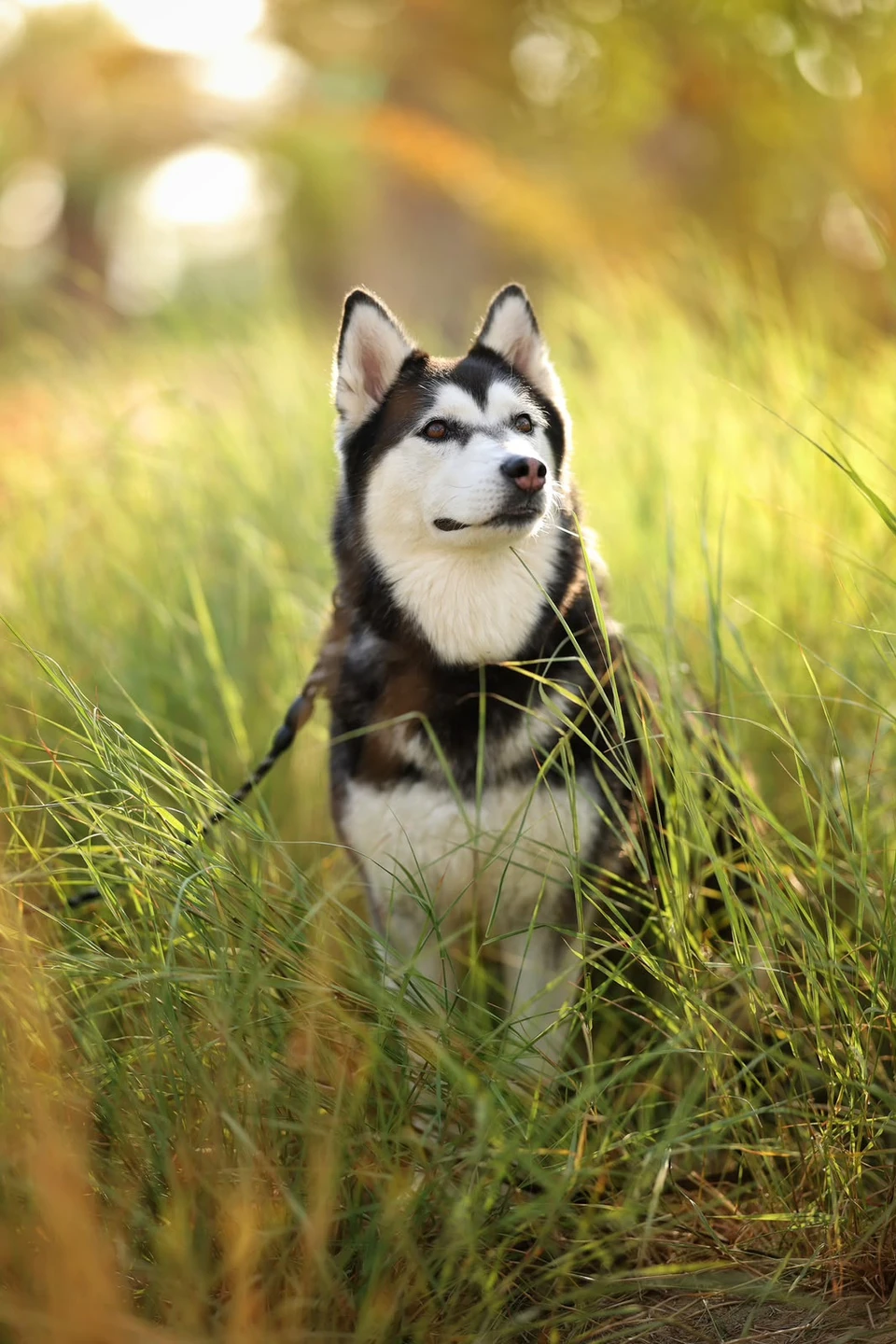 Spirit - Husky - 1