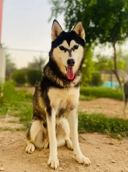 Furkids - Spirit - Huskies