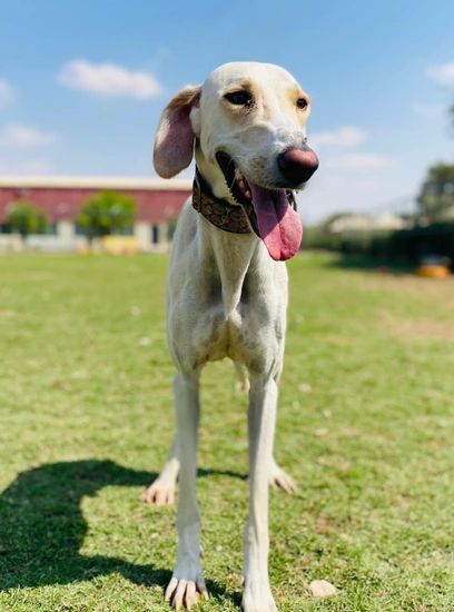 Furkids - Mixed Salukis - Theeb