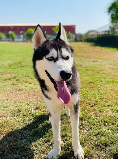 Furkids- Zori - Huskies