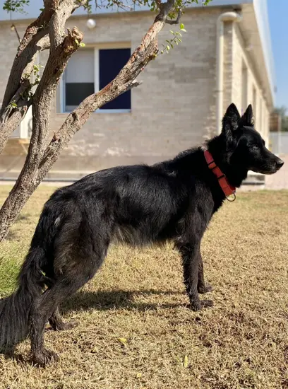 Furkids - Bella - Other dogs