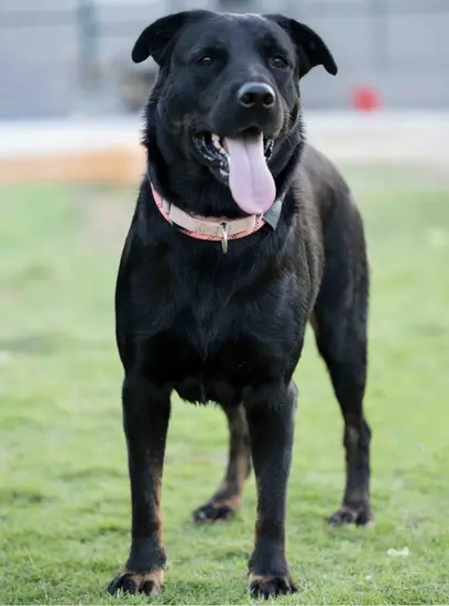 Furkids - Cookie - Other dogs