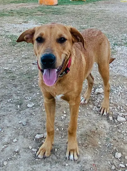 Furkids - Luna - Other dogs