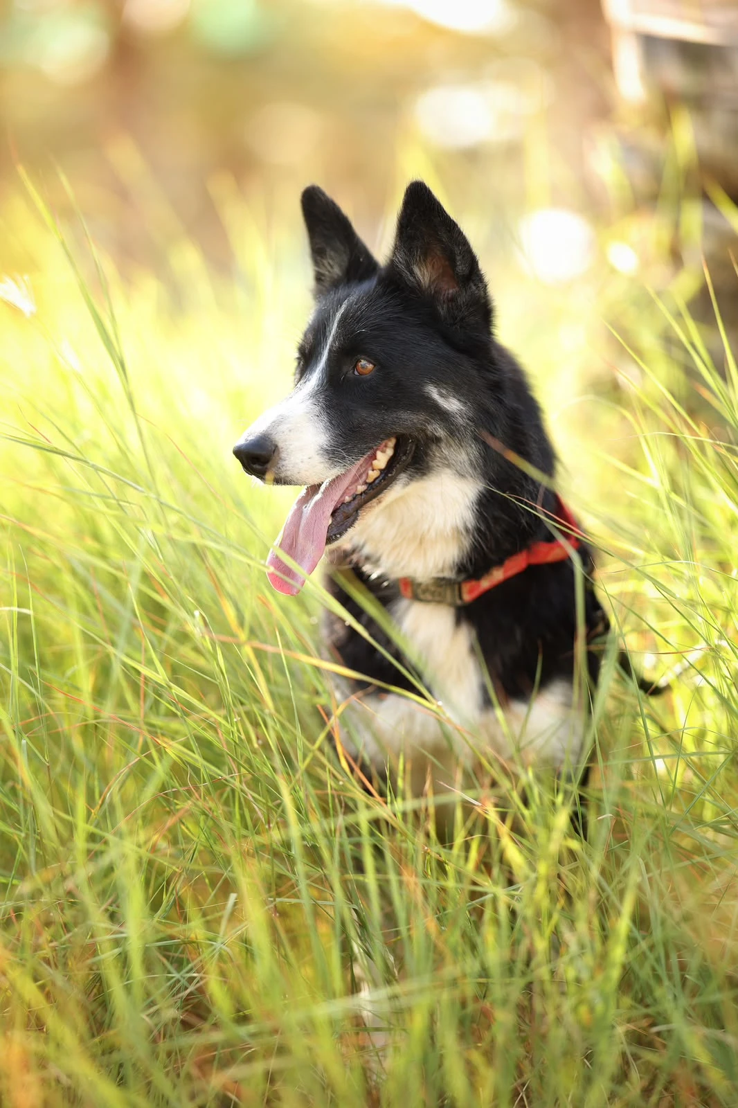 Megan - Border Collie Husky German Shepherd Mix - 1