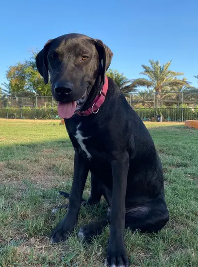 Furkids - Nikko - Other dogs