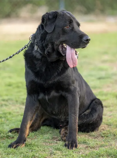 Furkids - Tom Tom - Other dogs