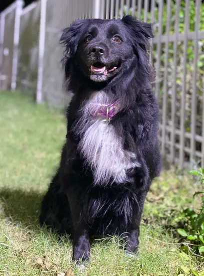 Furkids - KitKat - Other dogs