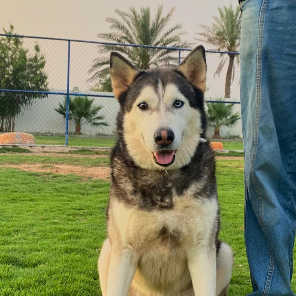 Huskies - Freddie