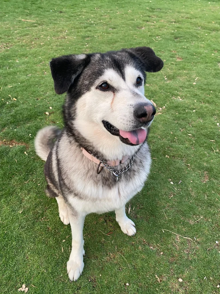 Huskies - Hope
