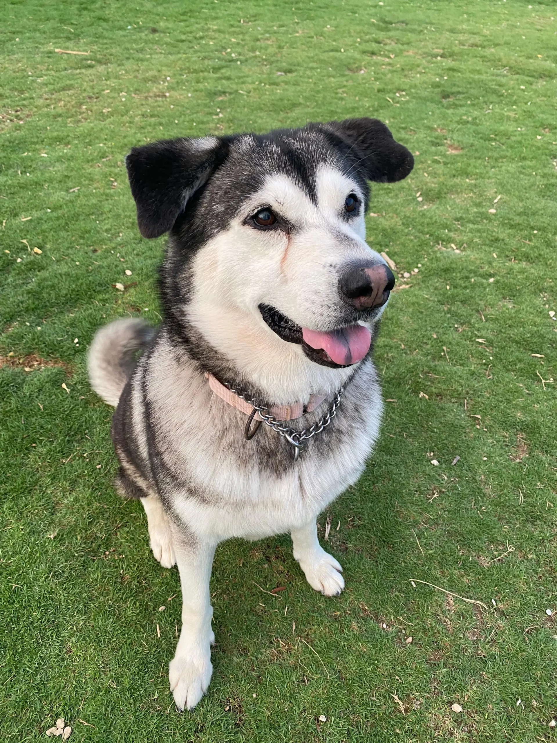 Huskies - Hope