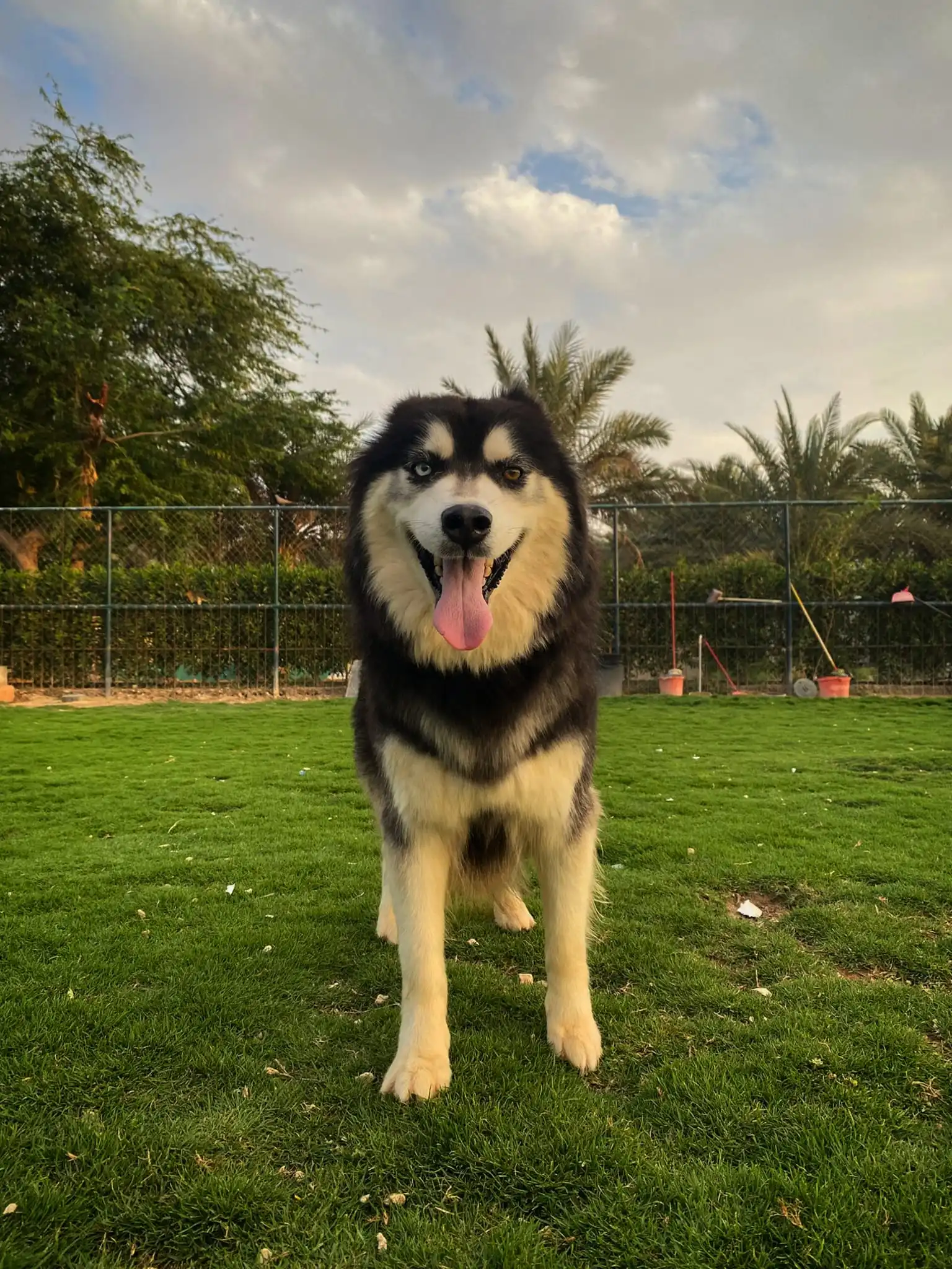 Huskies - Titan