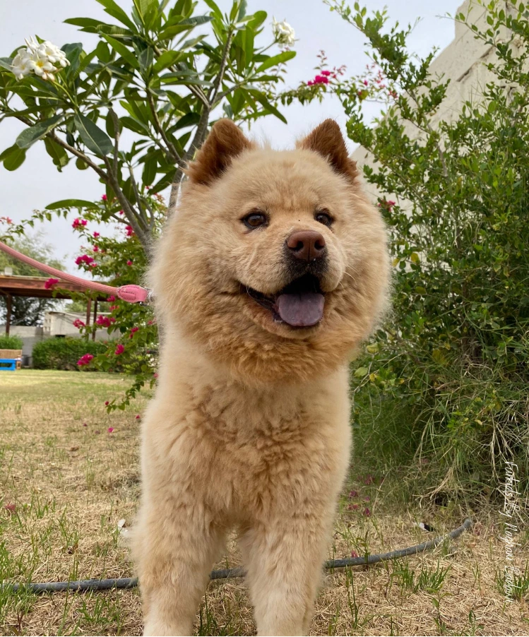 Bella Chow