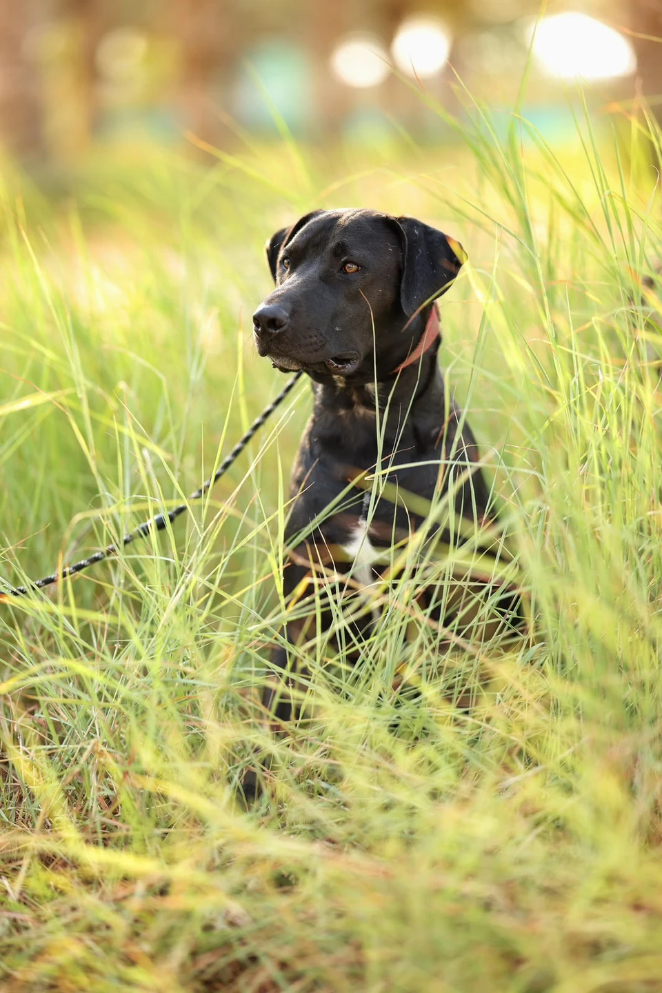 Mikko - Pitbull Labrador Mix - 1