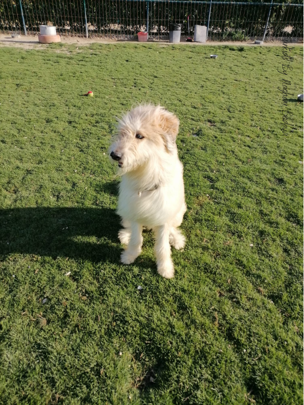 Toffee