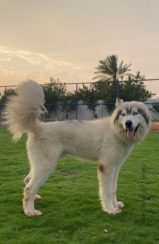 Wolfie