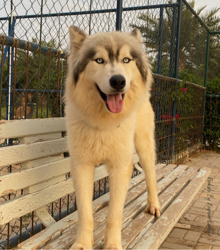 Wolfie