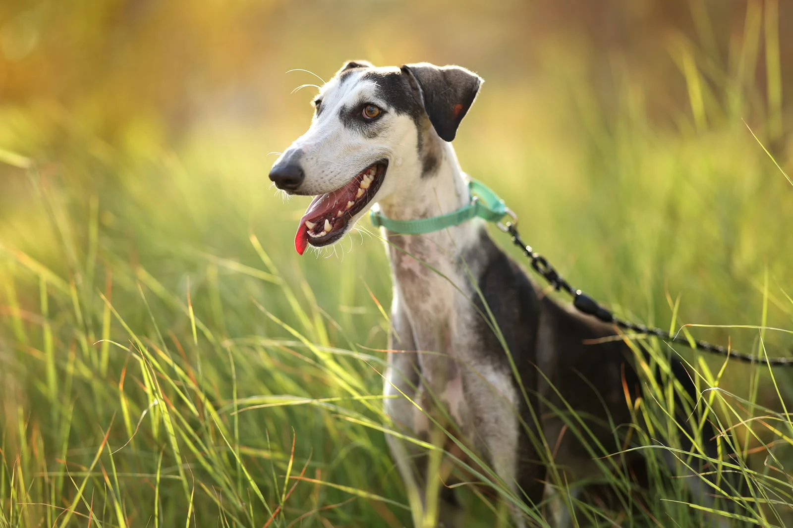 Amber - Saluki - 1