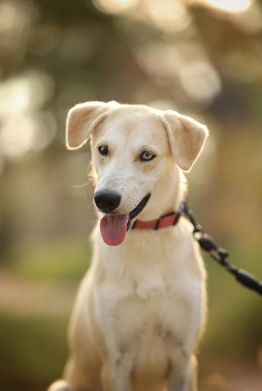Amour - Saluki Mix - 1
