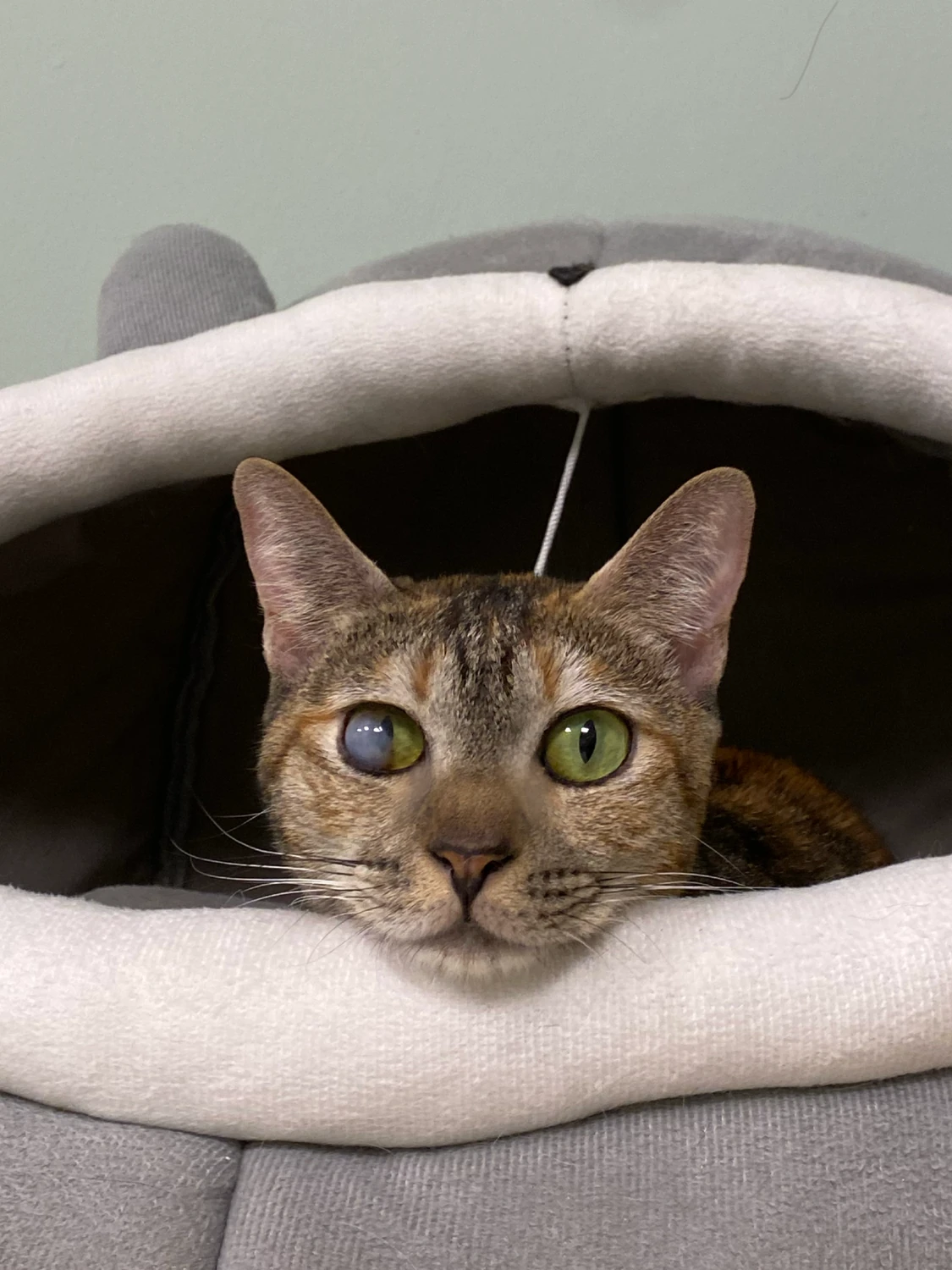 Balqees, a brown tabby cat, resting in a grey hooded bed with chin on the rim