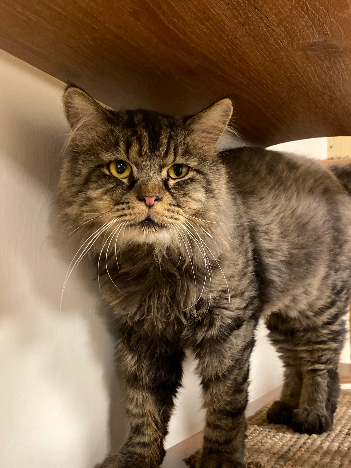 Bebo, a long-haired brown tabby cat, standing on a shelf beneath a wooden ledge