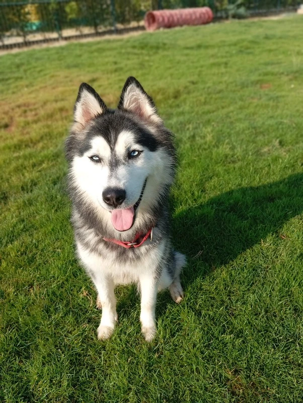 Bella_husky