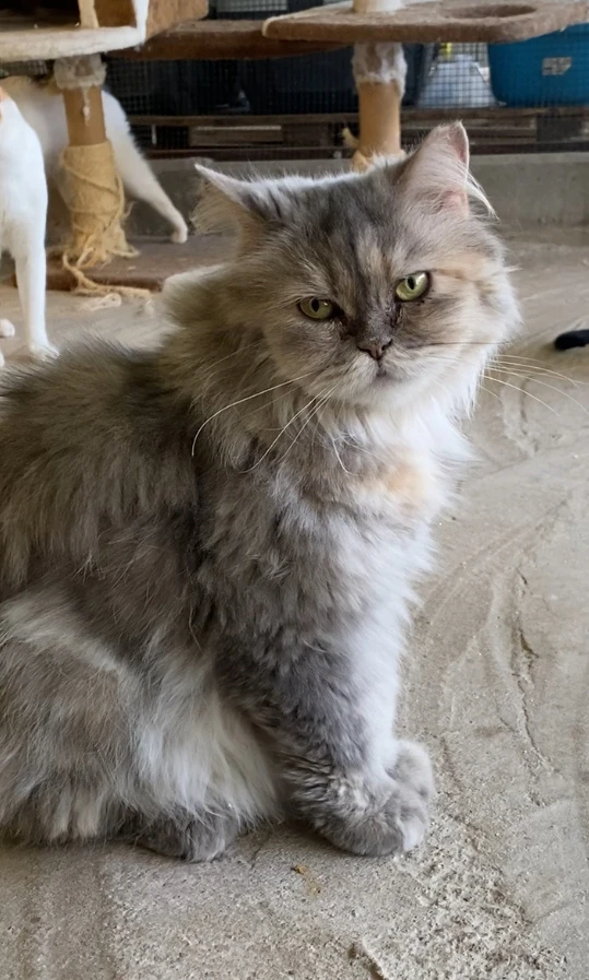Beng, a fluffy long-haired grey and white cat, sitting on a tiled floor
