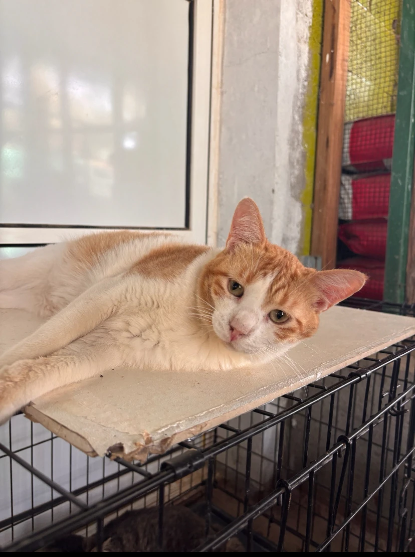 Benny, a ginger and white cat, lying on a raised shelf inside a crate beside a window