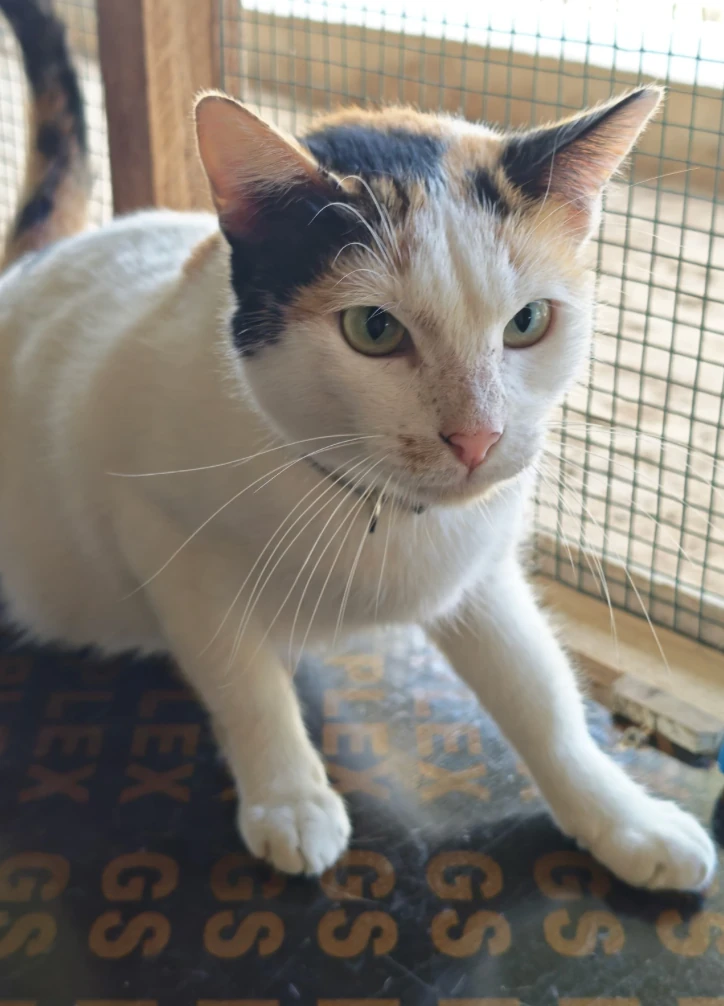 Betty, a white calico cat with black and ginger markings on the head, standing on a mat by a mesh window