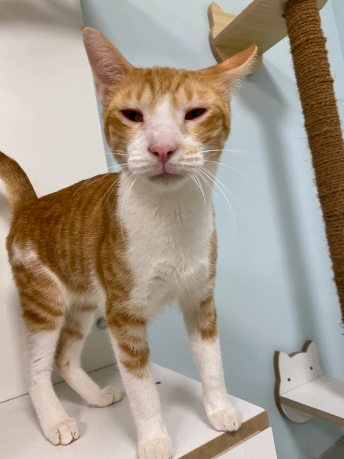 Calvin, a ginger tabby cat with a white chest and paws, standing on a white shelf beside a sisal post