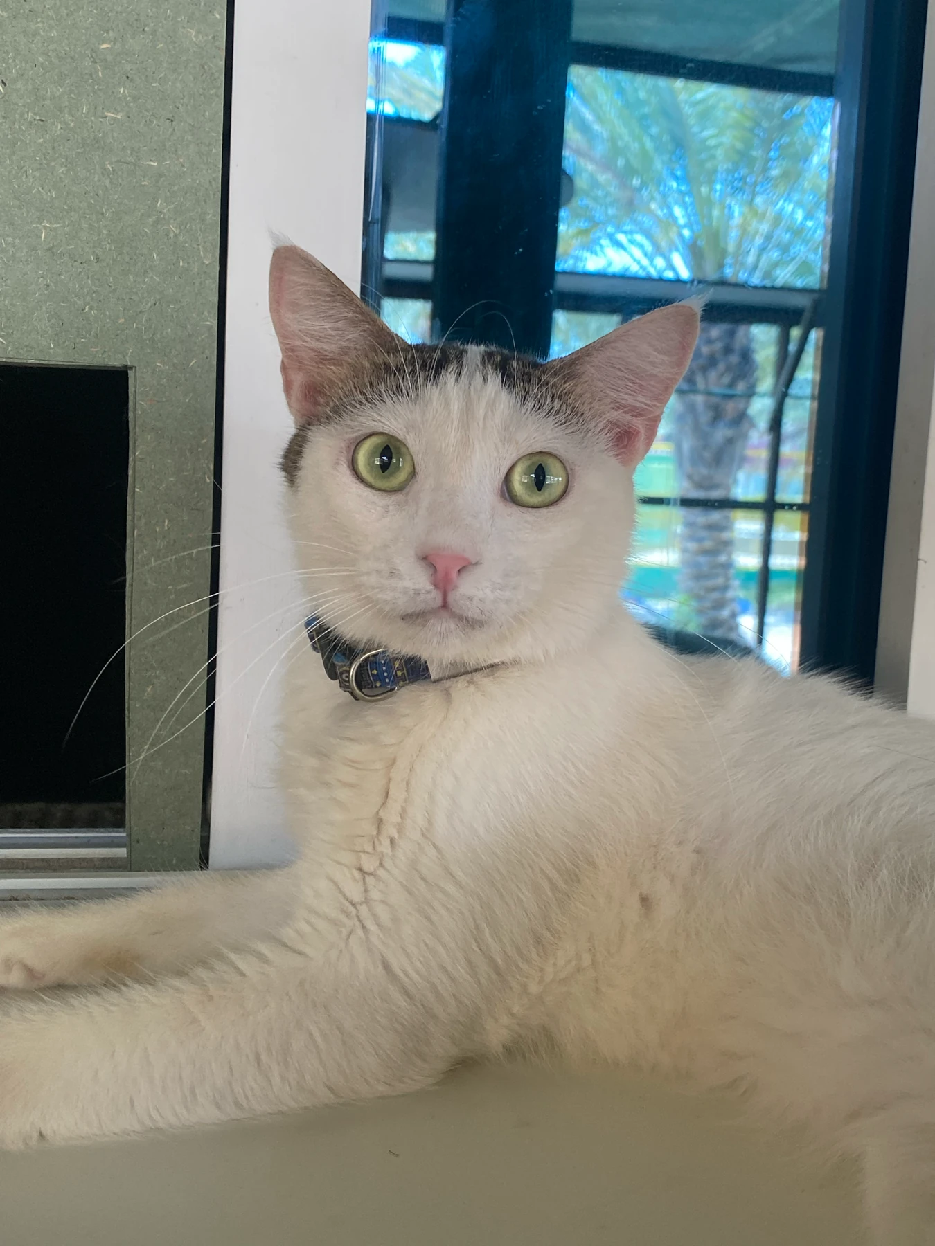 Casper, a white cat with grey tabby markings on the head and a collar, lying on a ledge by a window with palm trees outside