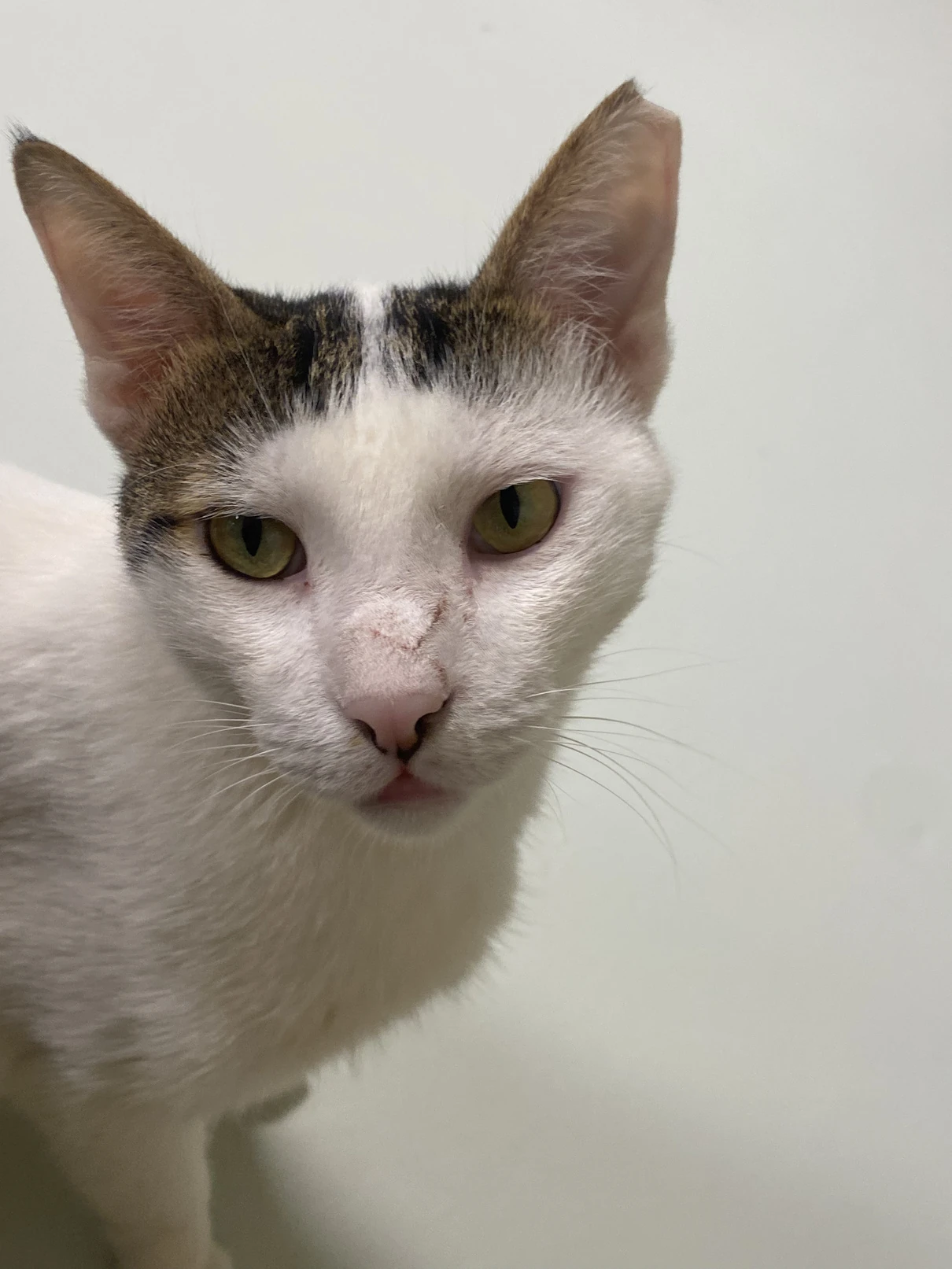 Catalonian, a white cat with a dark tabby cap on the head, in a close-up front-facing portrait