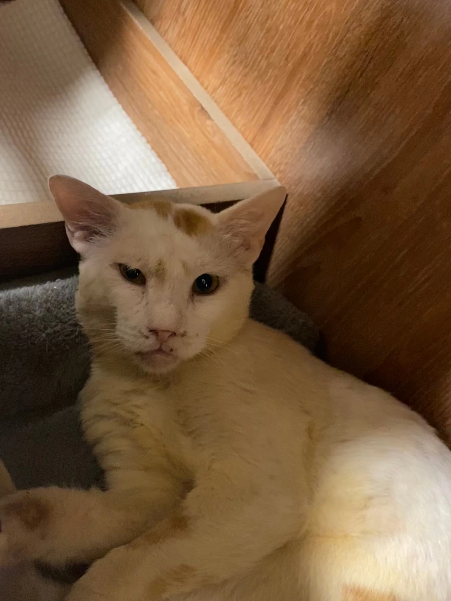 Charlie, a pale cream cat, lying on a grey bed in a corner against wooden panelling
