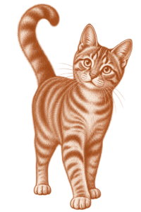 Line illustration of a young tabby cat standing with its tail curled upright
