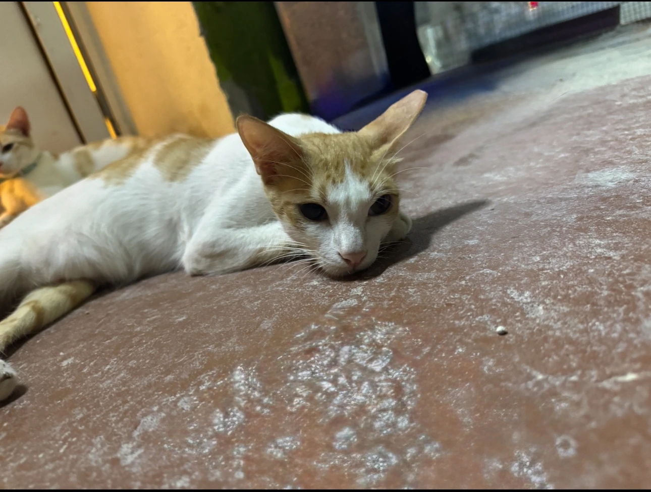 Clementin, a ginger and white cat, lying on a concrete floor with another cat resting behind