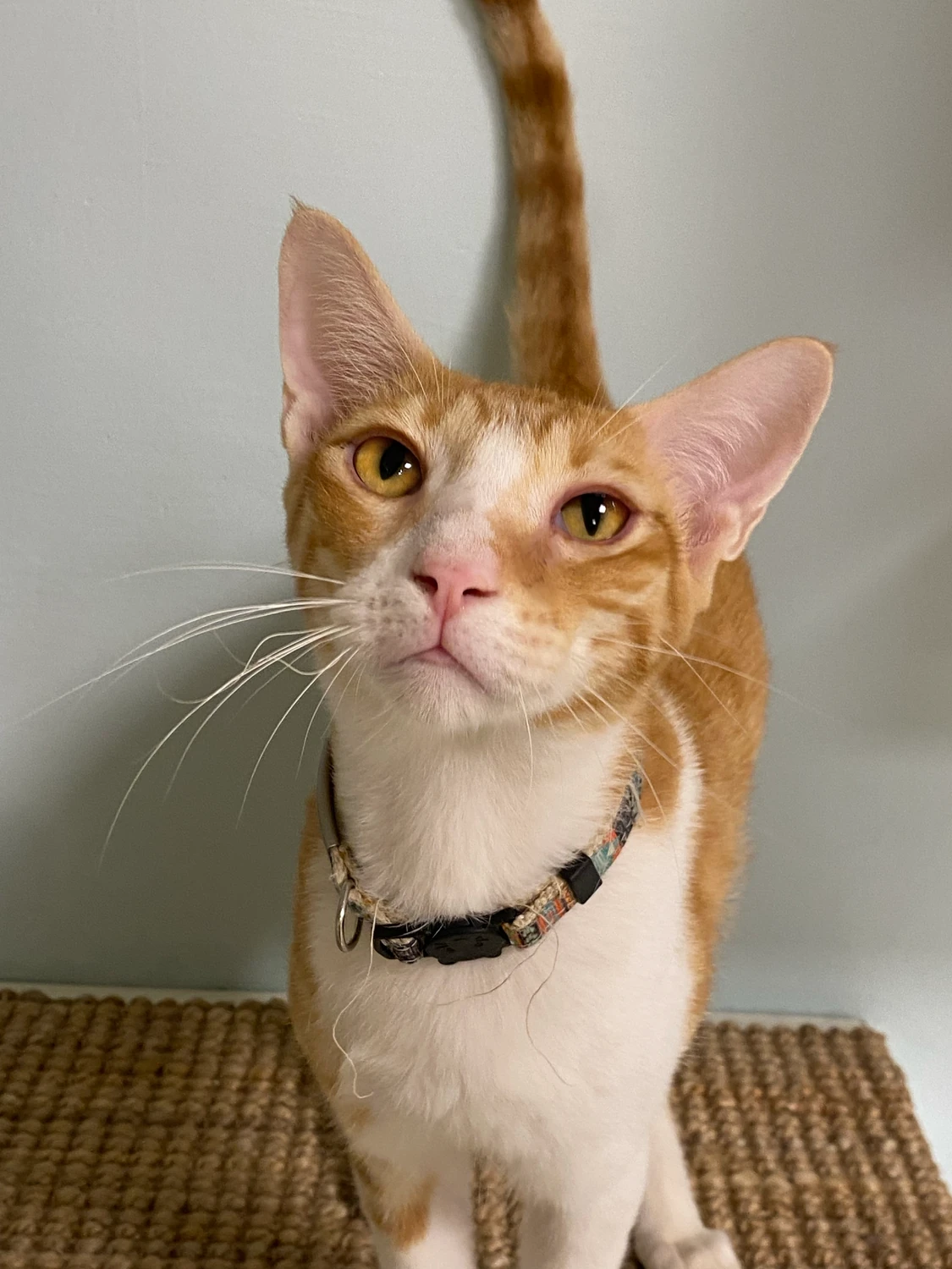 Clyde, a ginger and white tabby cat wearing a collar, sitting on a sisal mat with tail raised