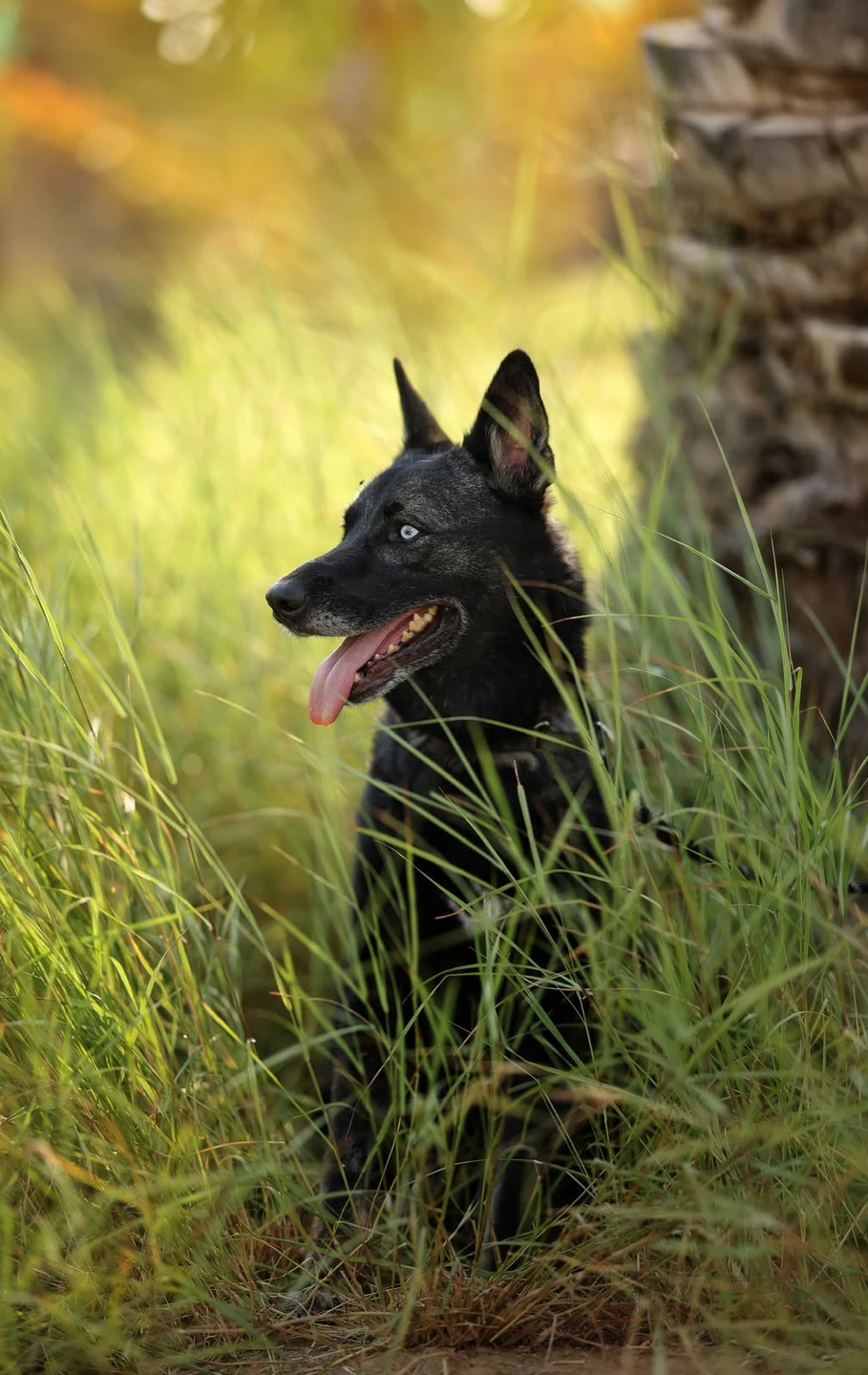 Coal - Saluki Mix - 1