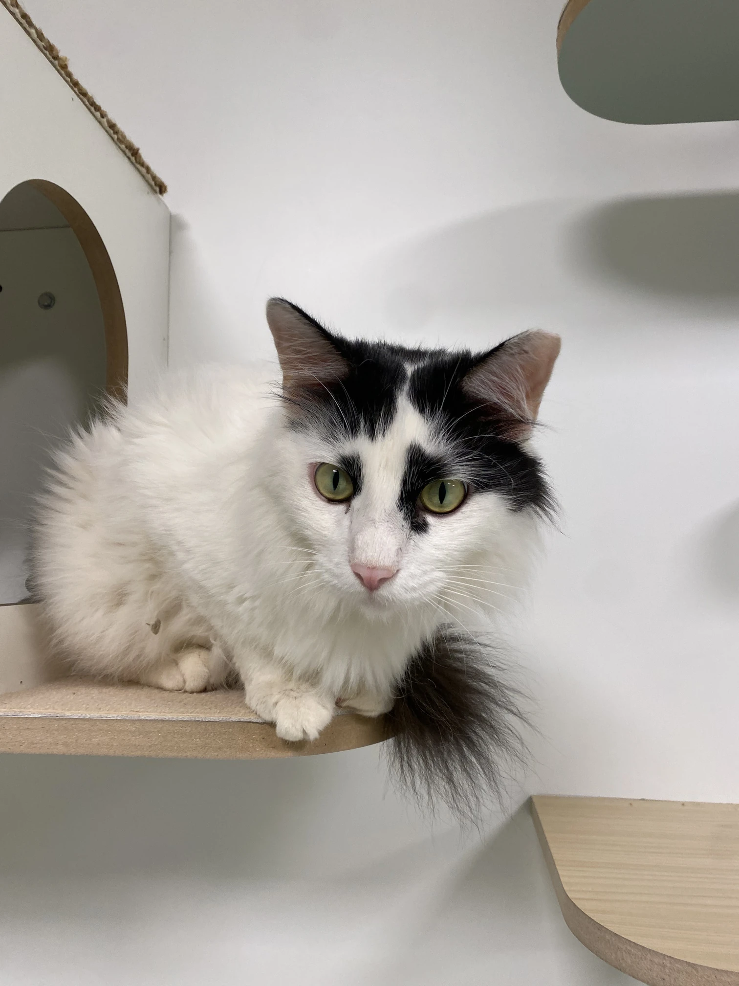 Daffy, a long-haired black and white cat, sitting on a wall-mounted shelf with a fluffy tail curled round