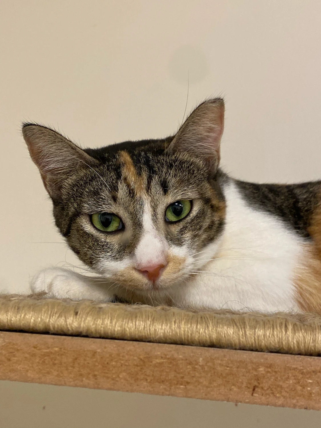 Daisy, a tabby and white cat with green eyes, lying on a sisal-topped shelf and facing the camera